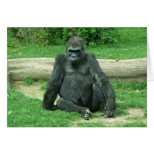 Mürrischer Tiefland-Gorilla