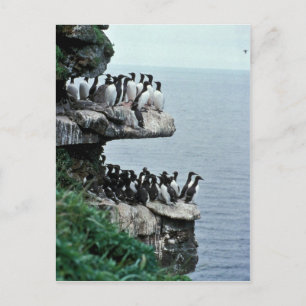 Murter auf Seeklippen, Priibilof Islands Postkarte