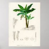 Musa Chinensis Poster (Vorne)