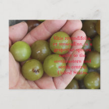 Muscadine aus Zuhause Garden - Postkarte