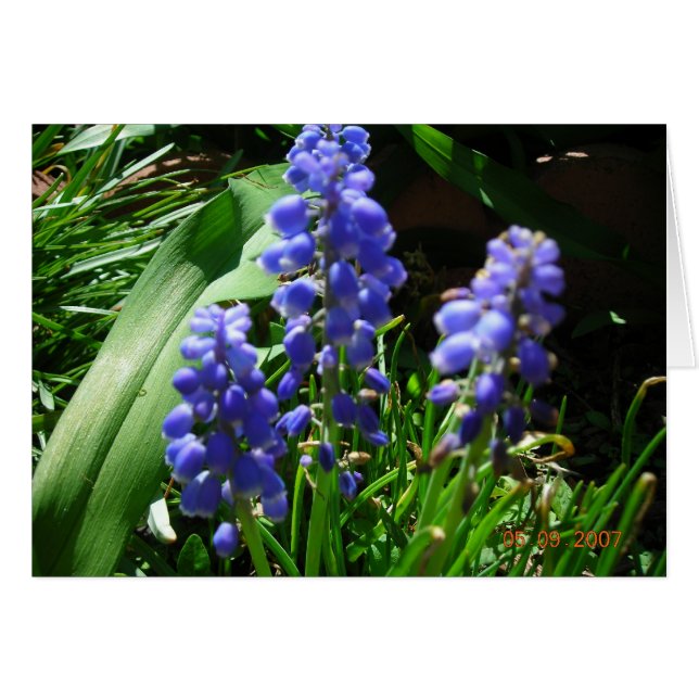 Muscari (Vorderseite (Horizontal))