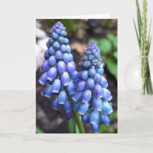 Muscari Armeniacum , TraubenHyakinth mit Raindrops Karte