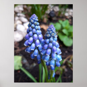 Muscari Armeniacum , TraubenHyakinth mit Raindrops Poster