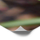 Muscari Armeniacum, TraubenHyakinth Poster (Ecke)