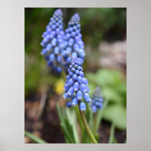Muscari Armeniacum, TraubenHyakinth Poster (Vorne)