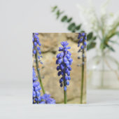 Muscari Gran Hyacinth Postkarte (Stehend Vorderseite)