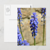 Muscari Gran Hyacinth Postkarte (Vorne/Hinten)