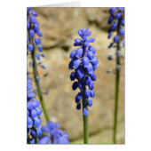 Muscari Grape Hyacinth Card (Vorne)