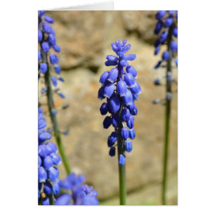 Muscari Grape Hyacinth Card