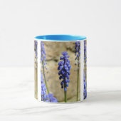Muscari Grape Hyacinth Tasse (Zentrum)