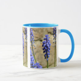 Muscari Grape Hyacinth Tasse