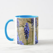 Muscari Grape Hyacinth Tasse (Links)