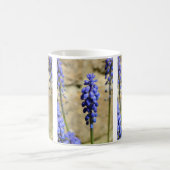 Muscari Grape Hyacinth Tasse (Mittel)