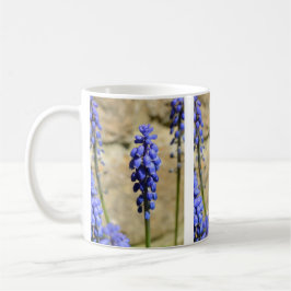 Muscari Grape Hyacinth Tasse