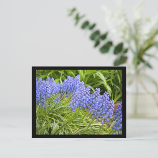Muscari Postkarte (Stehend Vorderseite)