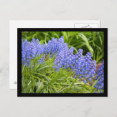 Muscari Postkarte (Vorne/Hinten)