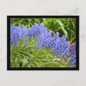 Muscari Postkarte (Vorderseite)