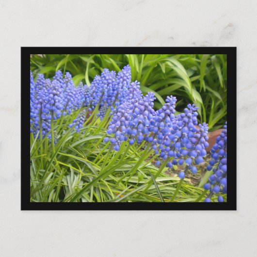 Muscari Postkarte (Vorderseite)