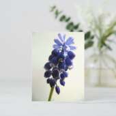 Muscari Postkarte (Stehend Vorderseite)