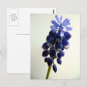 Muscari Postkarte (Vorne/Hinten)