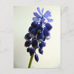 Muscari Postkarte