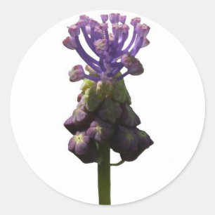 Muscari Stickers