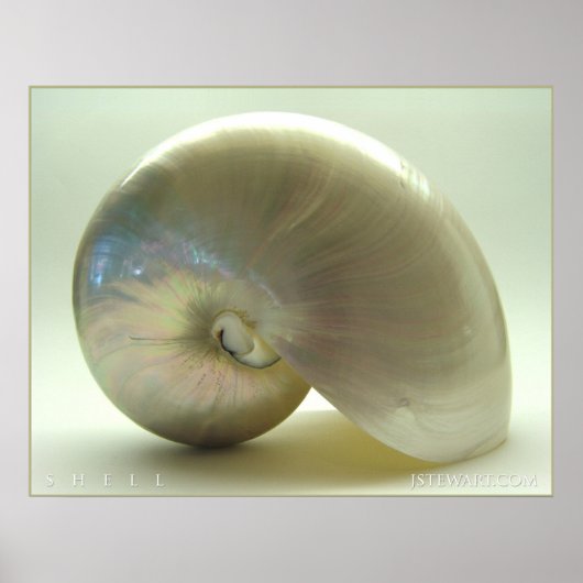 Muschel #1 poster (Vorne)