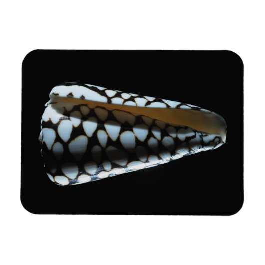 MUSCHEL 2 MAGNET (Horizontal)