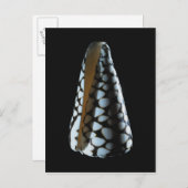 MUSCHEL 2 POSTKARTE (Vorne/Hinten)