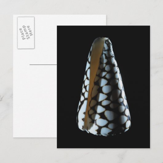 MUSCHEL 2 POSTKARTE (Vorne/Hinten)