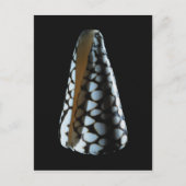 MUSCHEL 2 POSTKARTE (Vorderseite)