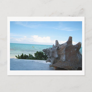 Muschel am Meer Postkarte