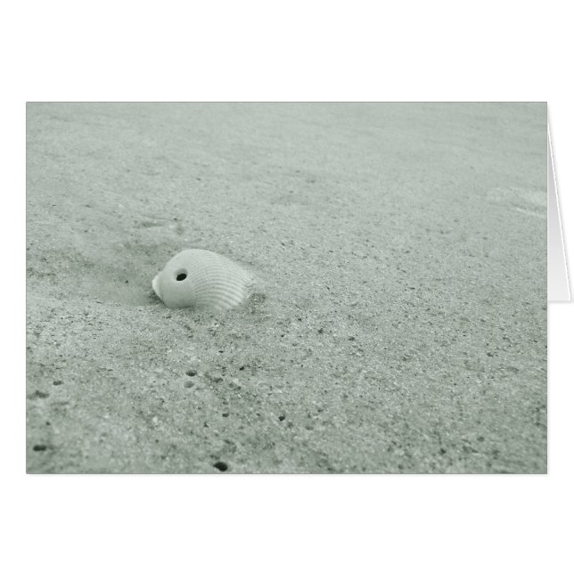 Muschel am Sandstrand (Vorderseite (Horizontal))