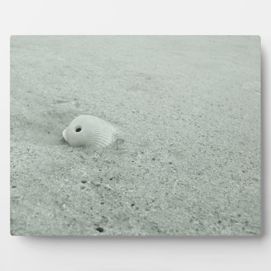 Muschel am Sandstrand Fotoplatte (Vorderseite)