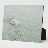 Muschel am Sandstrand Fotoplatte (Seite)