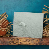 Muschel am Sandstrand Fotoplatte (Seite)