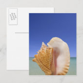 Muschel auf See Nah Postkarte (Vorne/Hinten)