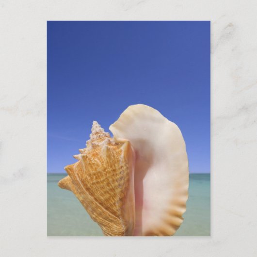 Muschel auf See Nah Postkarte (Vorderseite)