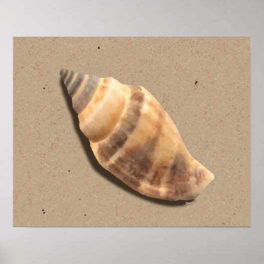 Muschel Braune und Tan Strip Conch Poster (Vorne)