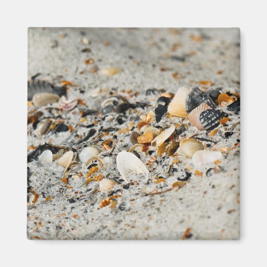 Muschel-Cache Magnet (Vorne)