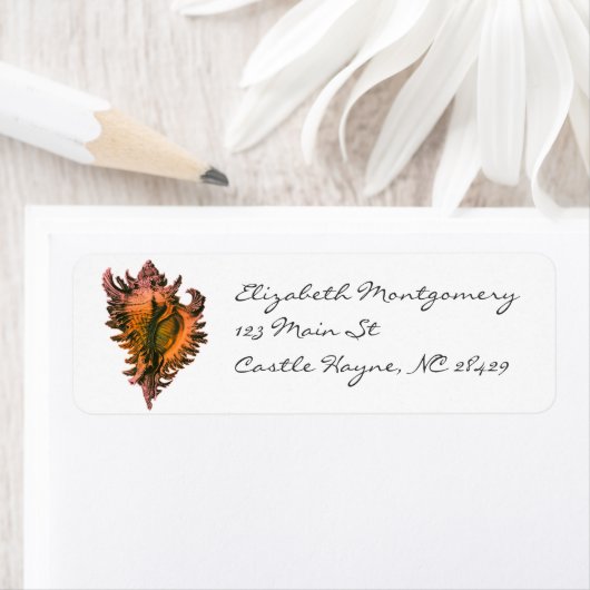 Muschel der Orangensee (Insitu)