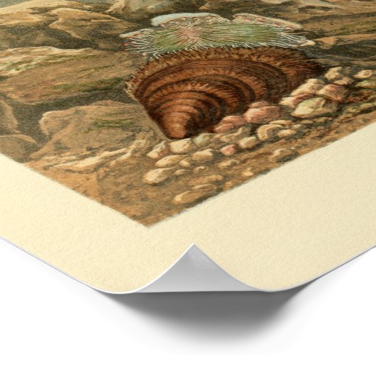 Muschel des Meeres Poster (Ecke)
