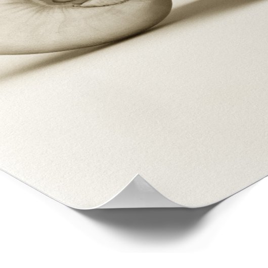 Muschel des Perlschwimms Poster (Ecke)