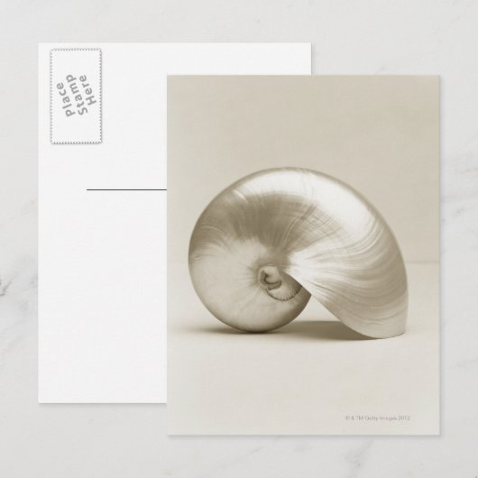 Muschel des Perlschwimms Postkarte (Vorne/Hinten)