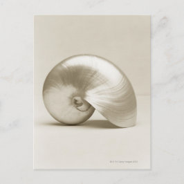 Muschel des Perlschwimms Postkarte