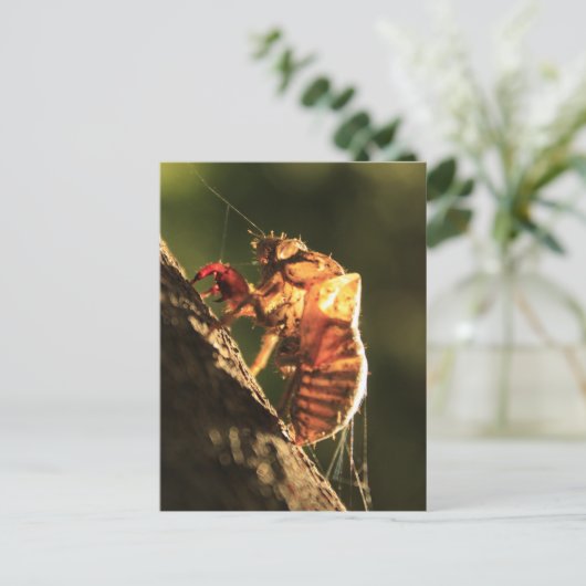Muschel einer Cicada Postkarte (Stehend Vorderseite)