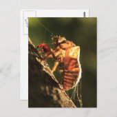 Muschel einer Cicada Postkarte (Vorne/Hinten)