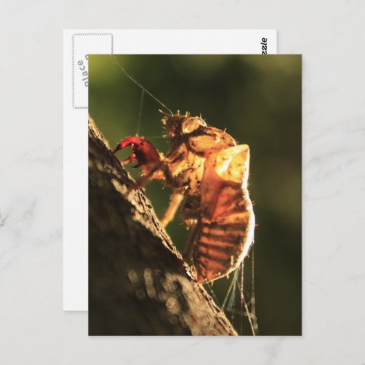 Muschel einer Cicada Postkarte (Vorne/Hinten)