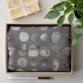 Muschel Extravaganza Seidenpapier (Geschenk)