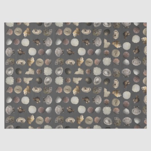 Muschel Extravaganza Seidenpapier (Vorderseite)